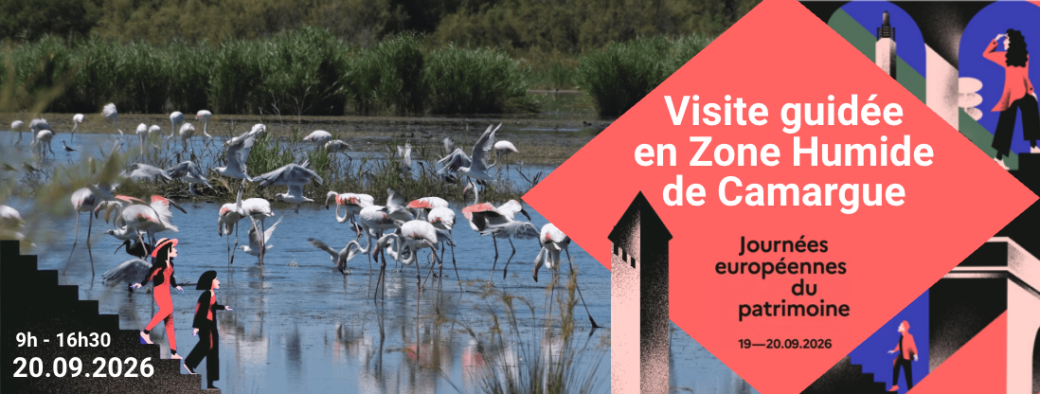 Visite Guidée en Zone Humide de Camargue 