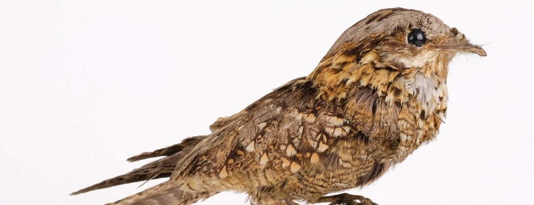 Visite guidée jumelée : la figure animalière au Musée Sandelin et la Station