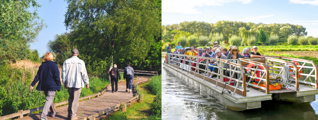 VISITE GUIDEE | Marais en bateau & Réserve Naturelle du Romelaëre à pied (+/-2h30)