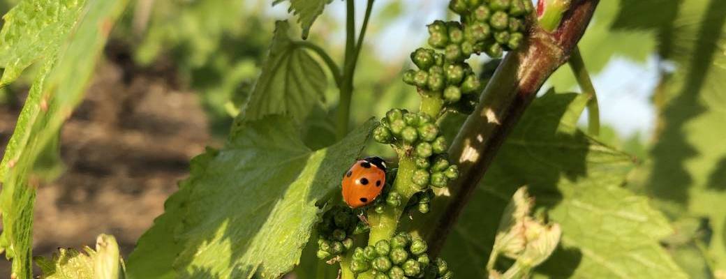 Mes visites guidées de Meursault