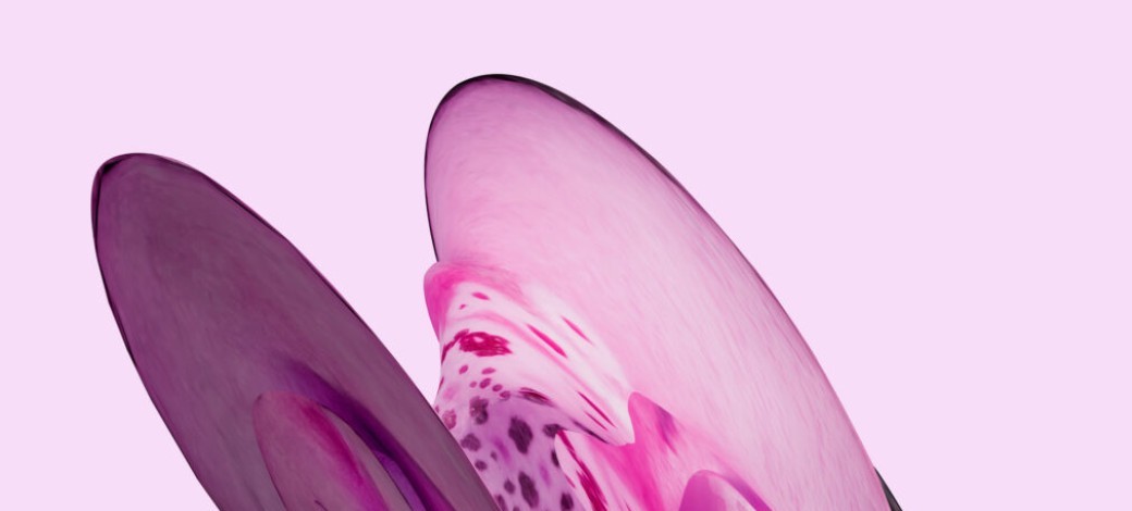 Visite guidée Une histoire d'herbiers 