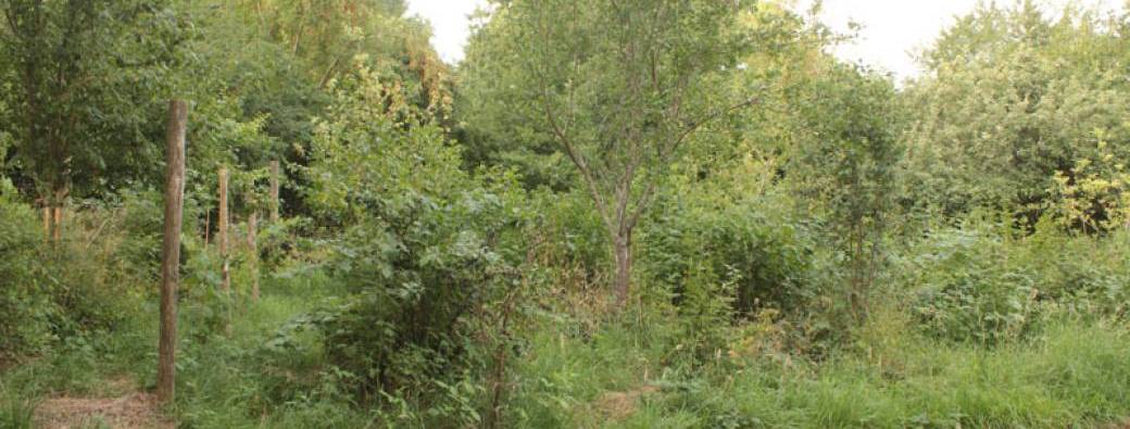 VISITE - Jardin-forêt - Arboplants