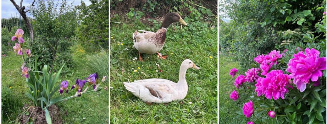 VISITE – Jardin-forêt – La Tintignie