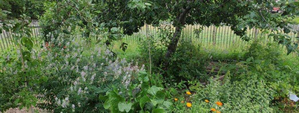 VISITE – Jardin-forêt - Tournesol-Zonnebloem