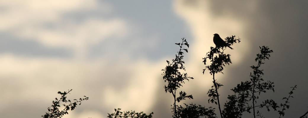 Visite "L'aube des oiseaux"