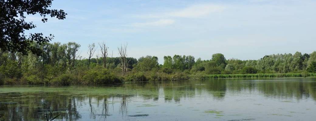 Visite "Les oiseaux hivernants des marais d'Harchies" 