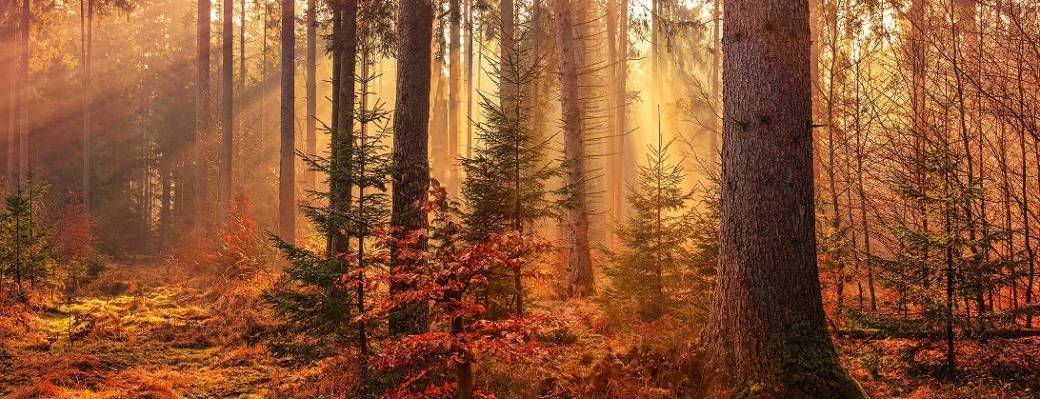 Visite "Les arbres au fil des saisons : l'automne"