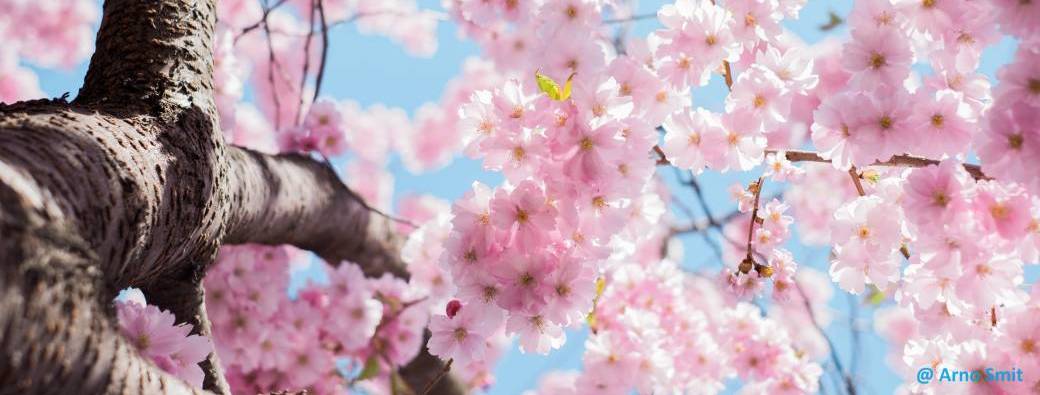 Visite "Les arbres au fil des saisons : le printemps"