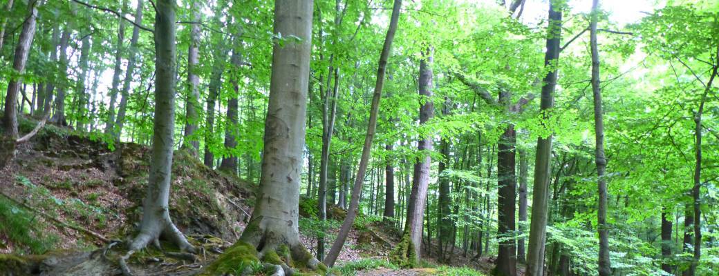 Visite "Les arbres au fil des saisons : l'été"