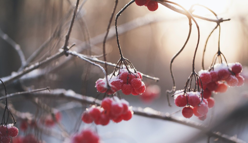 Visite "Les arbres au fil des saisons - l'hiver"