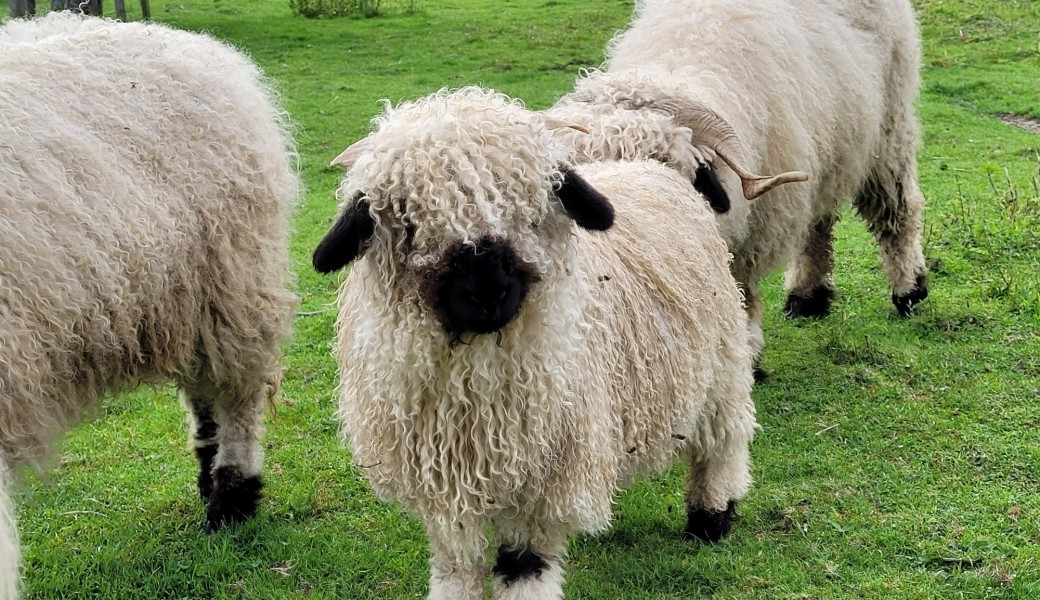 visite, mini soigneur, pass annuel, bon magasin