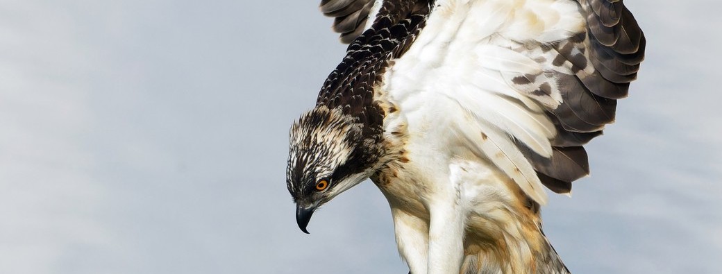 Visite spéciale Balbuzard pêcheur