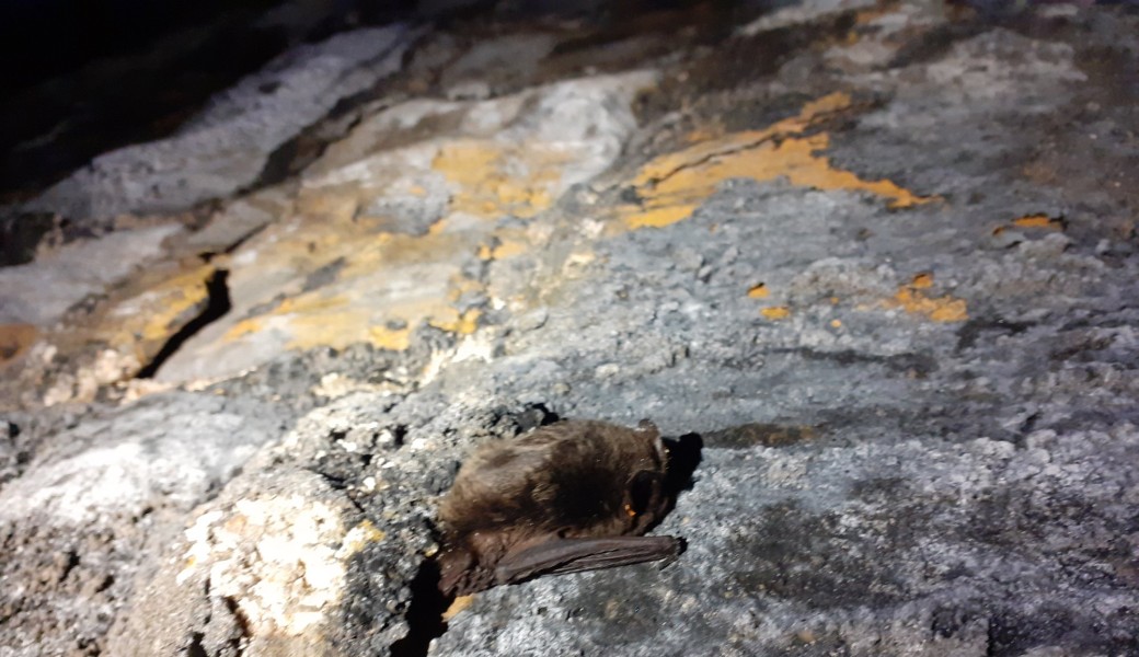  Vistre re-méandré et mammifères ailés