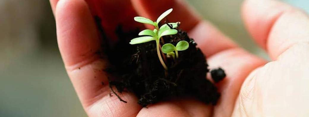 Vitalité et croissance de l'Église