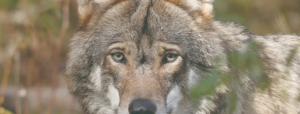 Vivre avec les loups : une projection-débat pour repenser notre coexistence avec le grand prédateur.