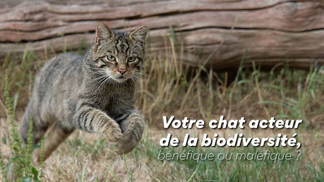 Votre chat acteur  de la biodiversité