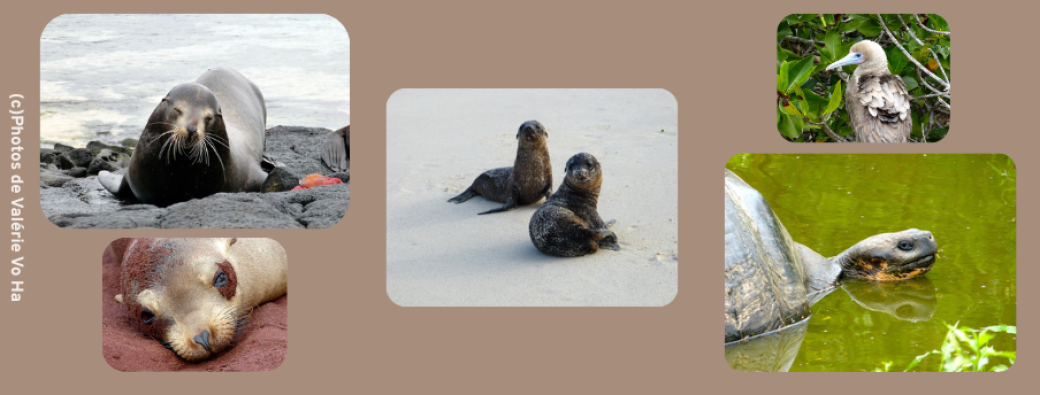 Voyage aux Galapagos