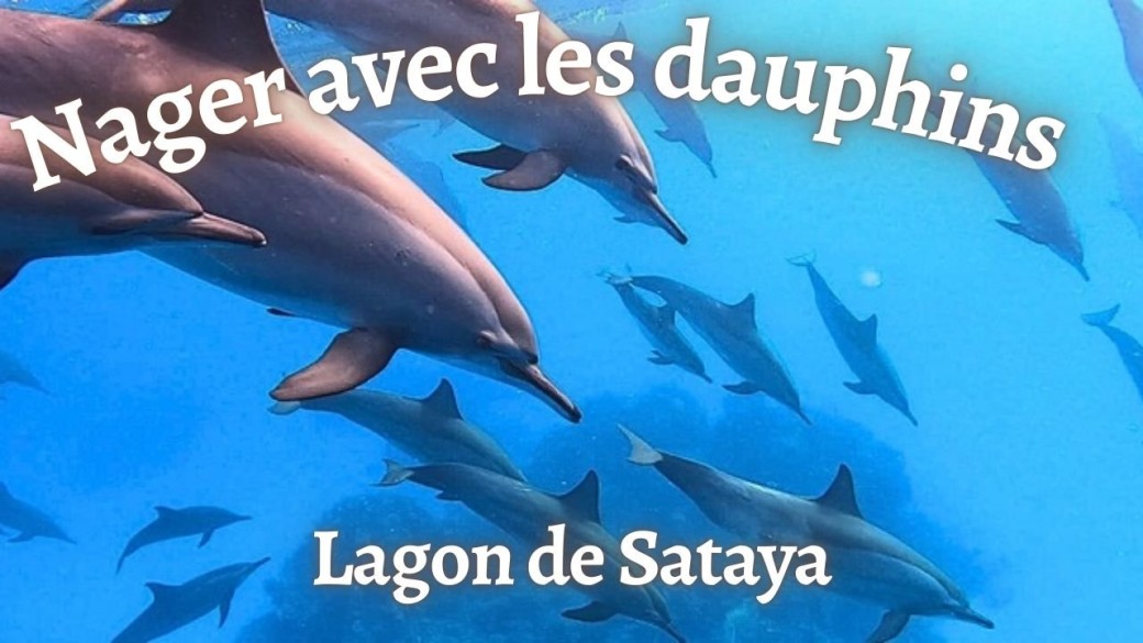 VOYAGE AVEC LES DAUPHINS