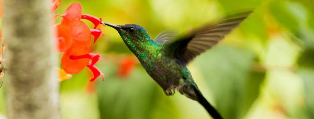 Voyage chamanique  célébration de l'équinoxe du Printemps 