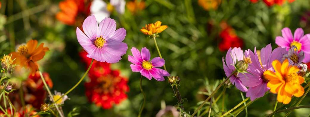 Voyage chamanique Esprit des Fleurs