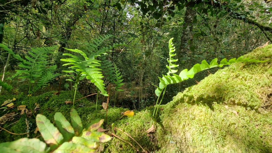 Voyage en forêt, Libère ta créativité !