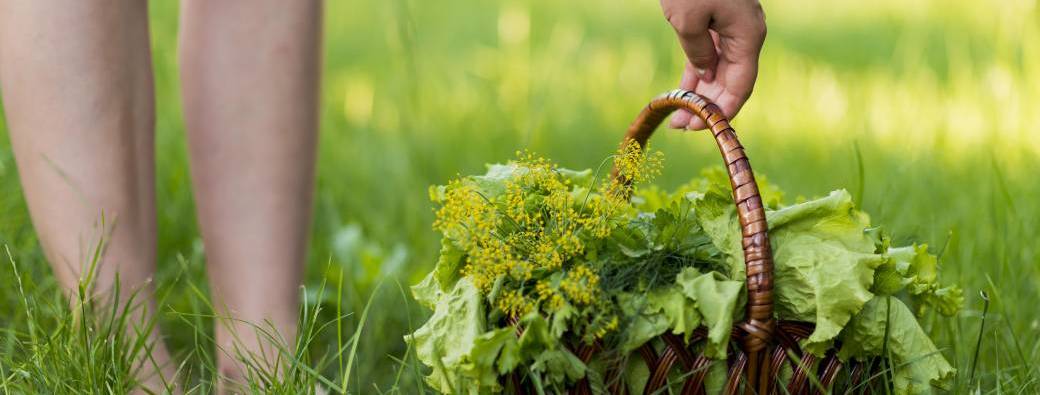 WE du bois - Balade à la découverte des plantes sauvages comestibles et médicinales