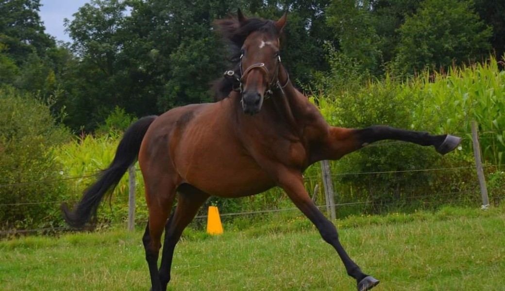 Webinaire de l'Hiver : Confiance du cheval et Empowerment équin
