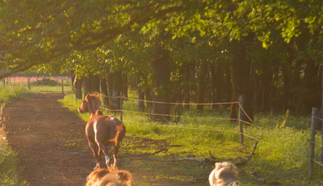 Webinaire de l'Hiver : Gestion émotionnelle du cheval et du cavalier