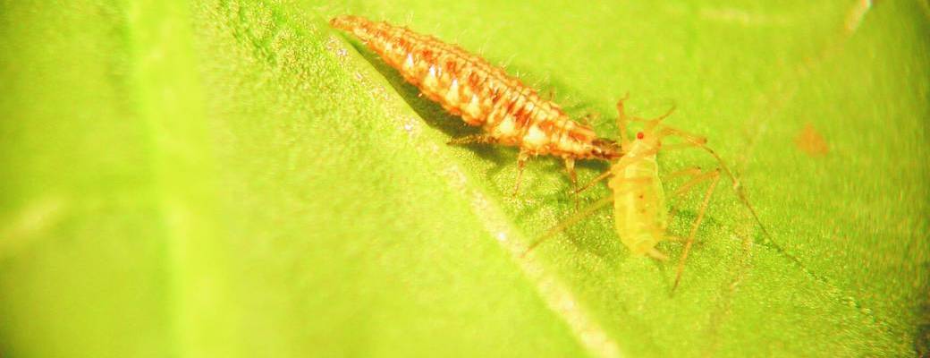 Webinaire - Introduction à la lutte biologique en 0 phyto - phytolicence