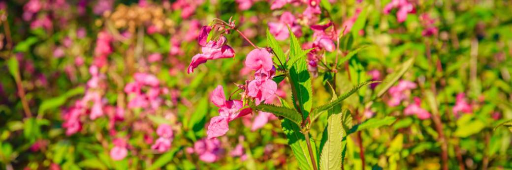 Webinaire - Les plantes invasives, que peut-on faire? - Phytolicence