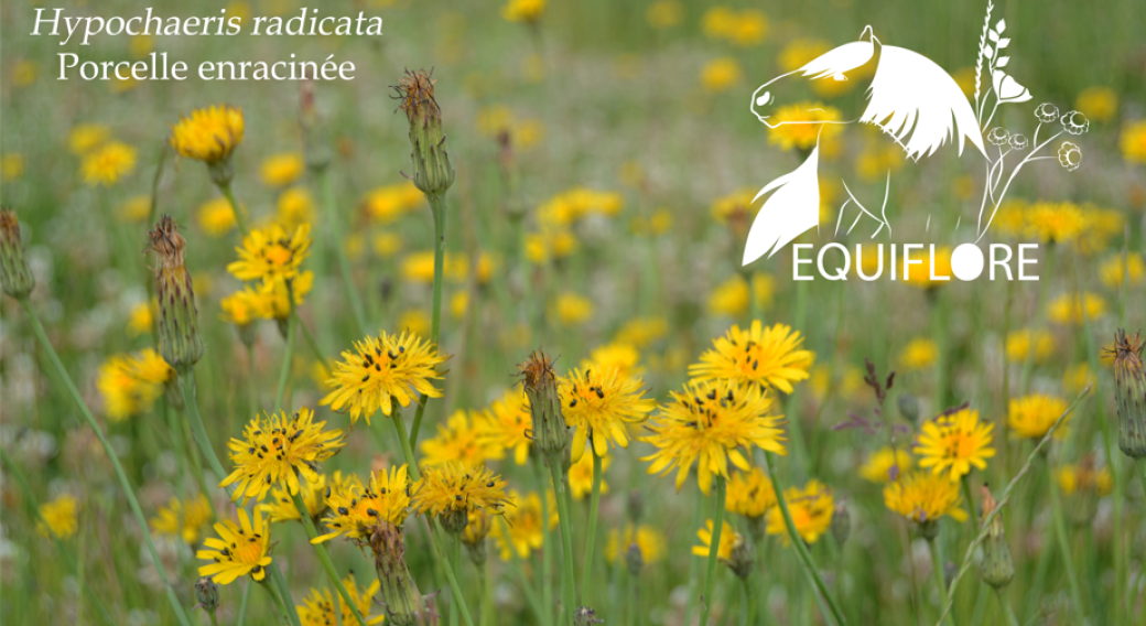 Webinaire "Vivre avec les fleurs jaunes : connaître les plantes toxiques pour les équidés"