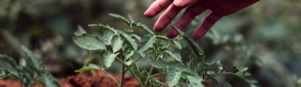 Découverte de la permaculture - Saint Molf (SP03-2023-01)