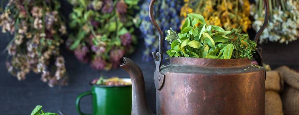 Week-end découverte des plantes sauvages, comestibles, médicinales, utiles 
