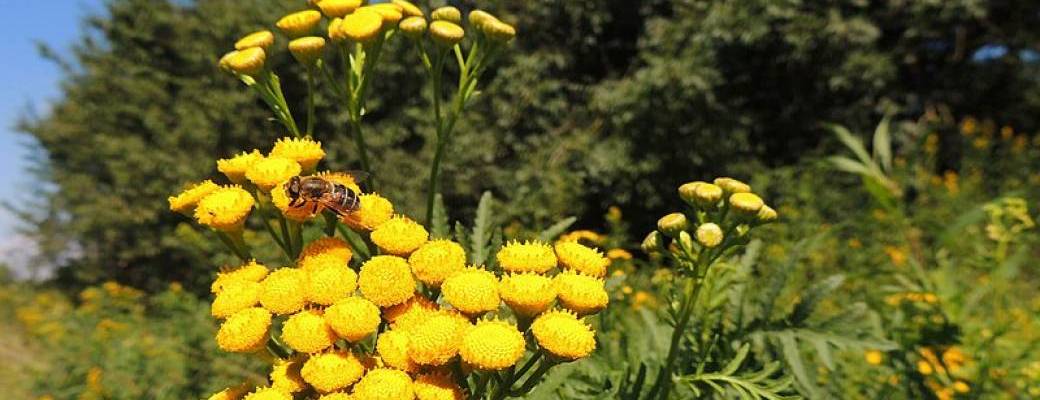 Week-end découverte des plantes sauvages en Auvergne