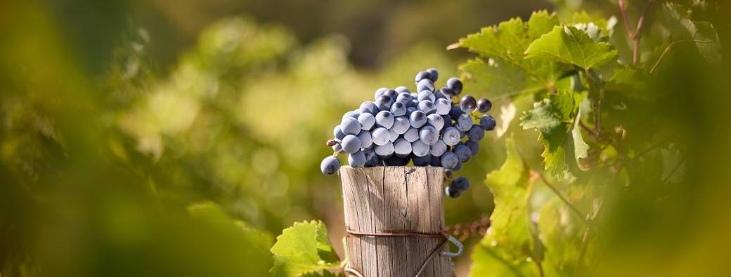 Week-end des vendanges 2026