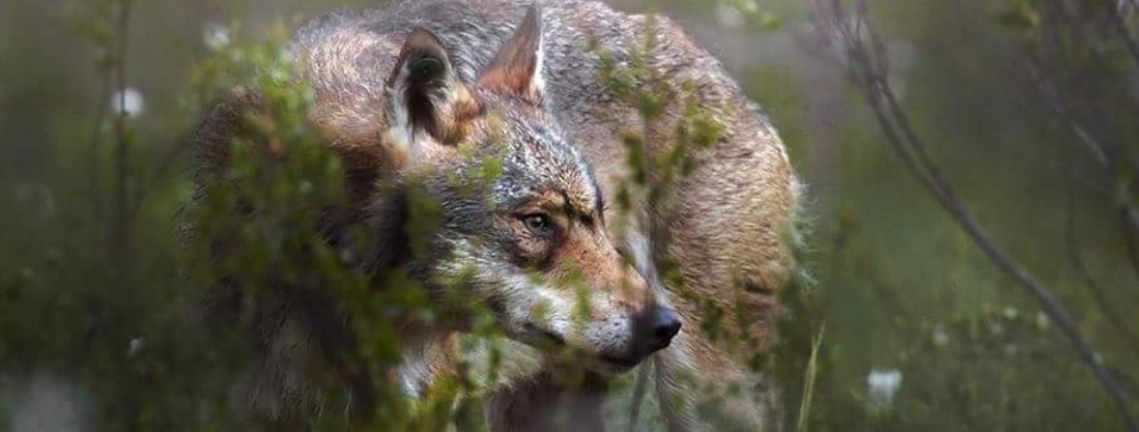 Week-end L’appel de la Louve 