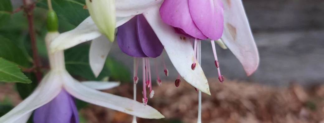 Week end reconnexion