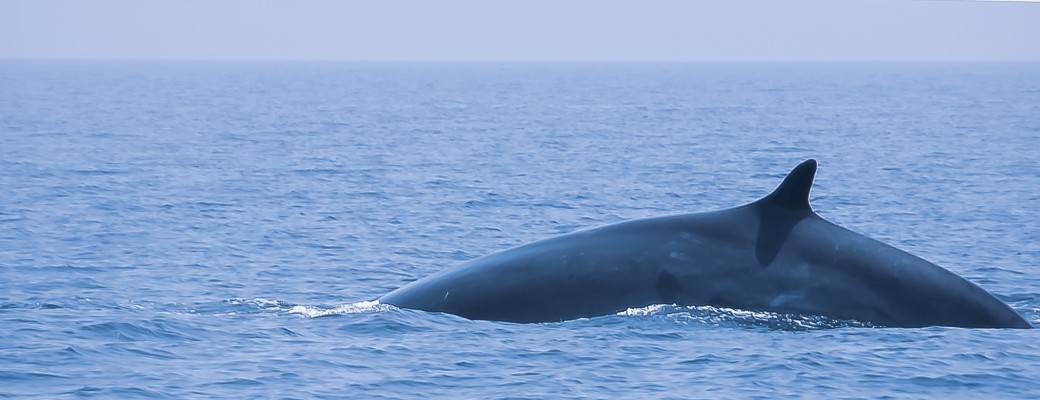 Whale Watching sortie d'observation dauphins en bateau