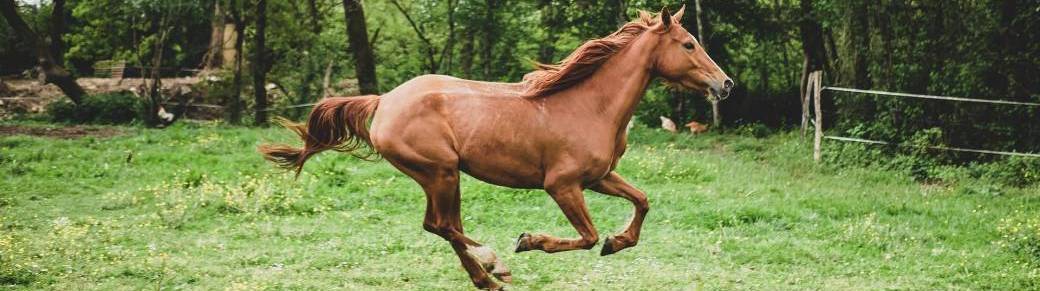 Workshop photo approfondissement "Autour du cheval" - 2 jours -Avignon