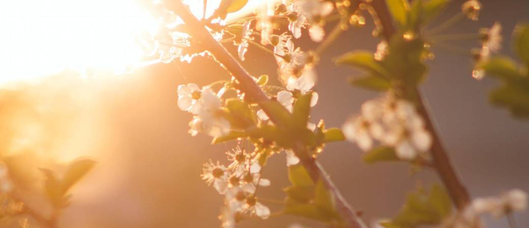 Yin Yoga "Ouverture au printemps"