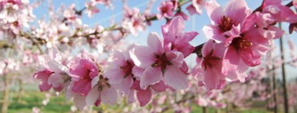 Yoga du printemps enfant et parent enfant au Mas Posant - 4 à 11 ans