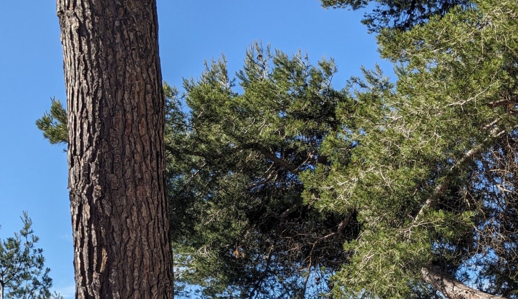 Yoga Enfant au Provençal