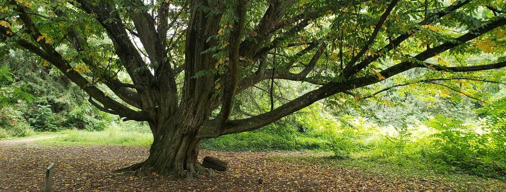 Yoga et méditation à l'arboretum