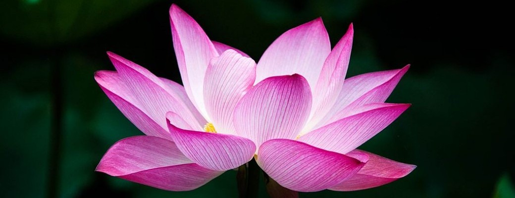 Yoga et plantes du bien-être