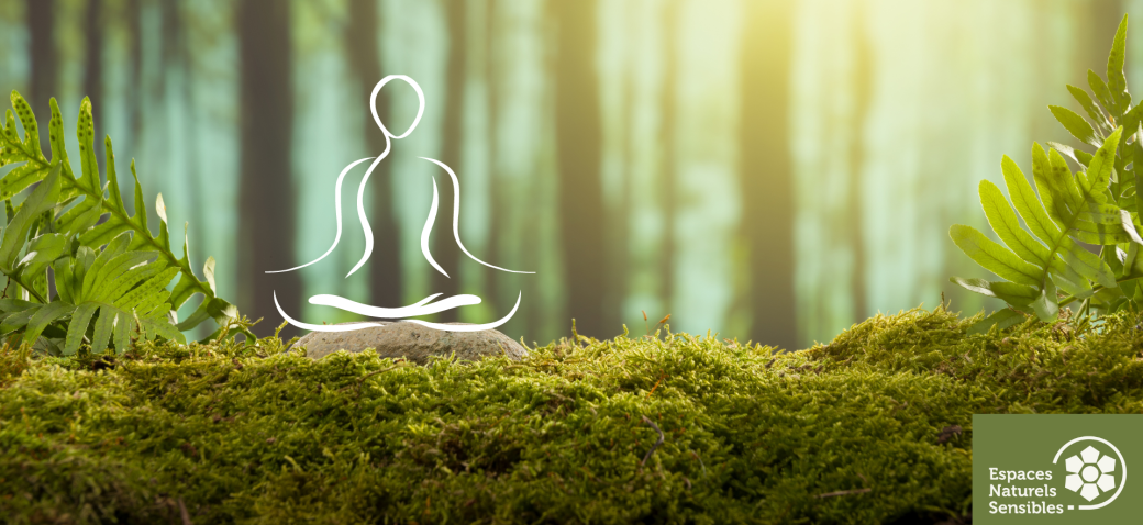 Yoga et rencontre avec les arbres