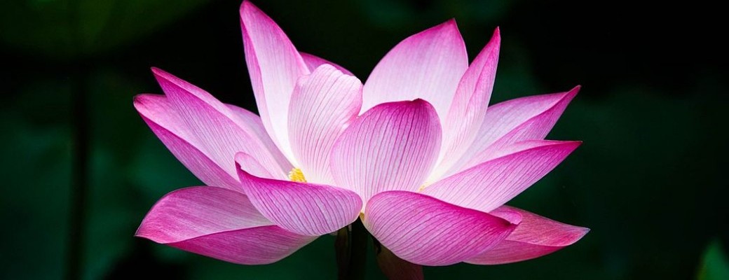Yoga & plantes de la digestion