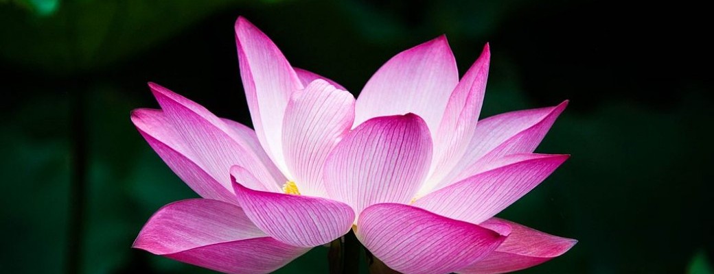 Yoga & plantes des femmes