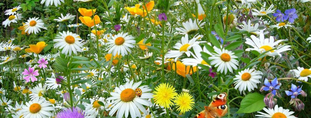 Yoga SPÉCIAL PRINTEMPS - Enfant et parent enfant au Mas Posant - 5 à 11 ans