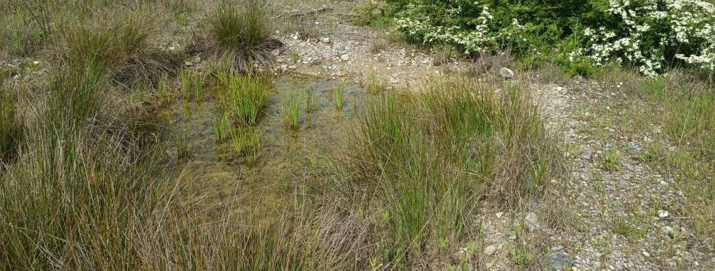 Les zones humides des gravières