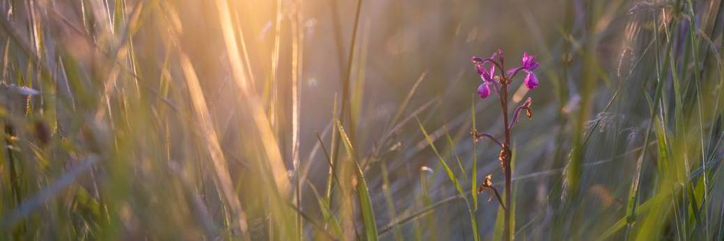 Zoom sur une orchidée de nos contrées